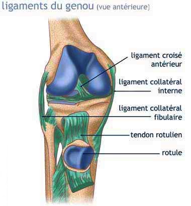 Anatomie du genou
